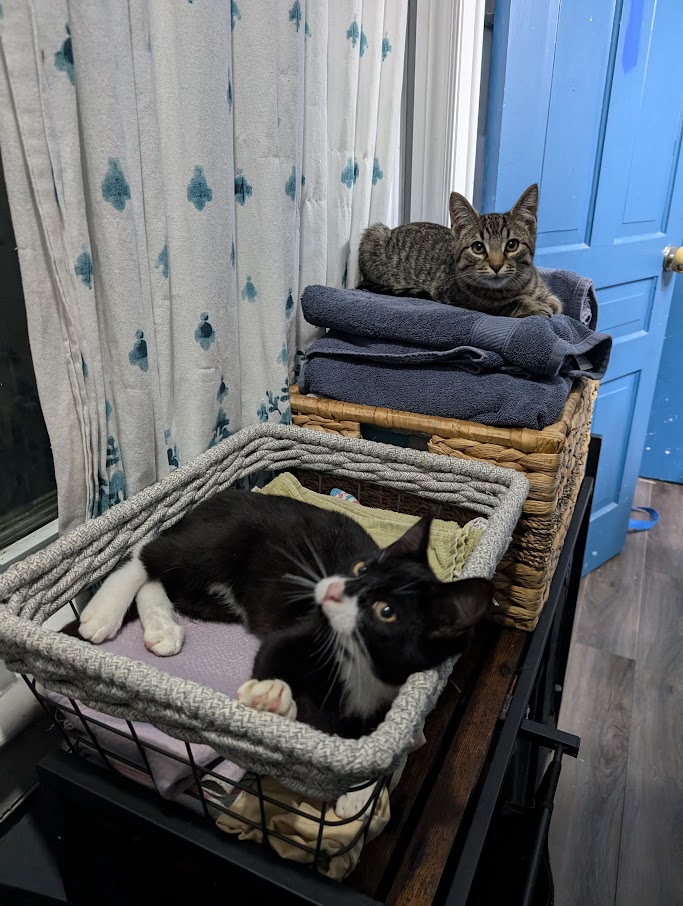 William, a Adopted Tuxedo in London, ON image 1/4