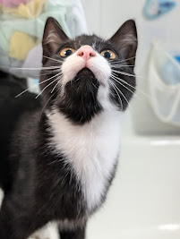 William, a Adopted Tuxedo in London, ON image 2/4