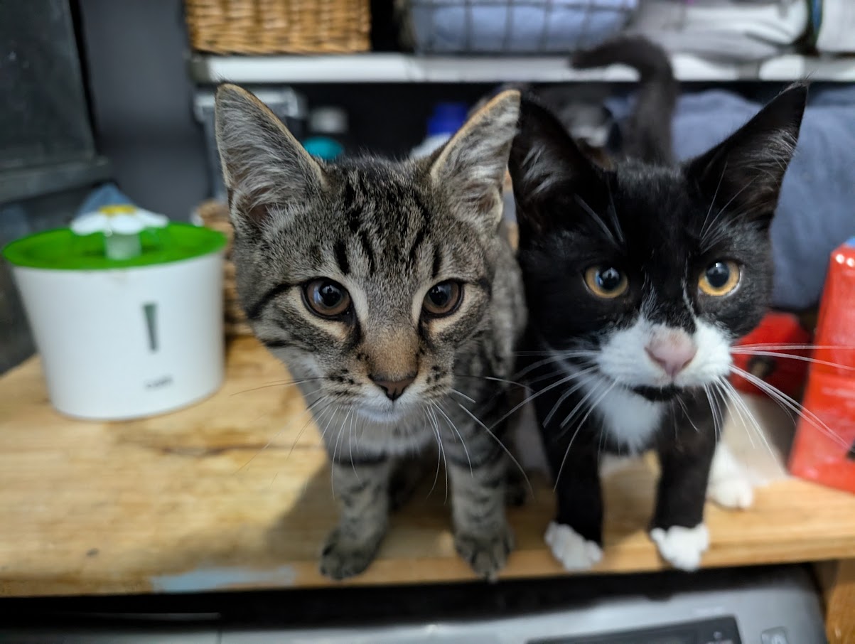 William, a Adopted Tuxedo in London, ON image 3/4