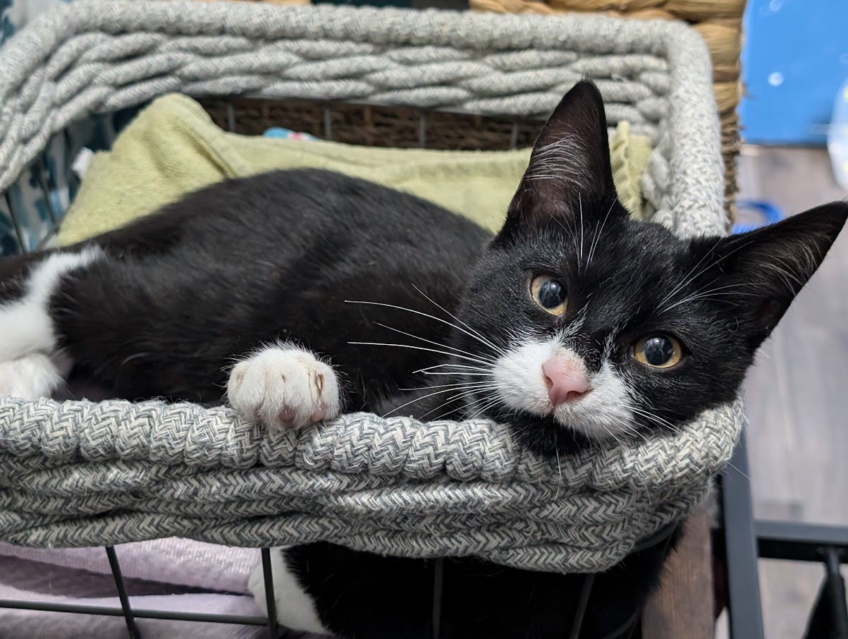 William, a Adopted Tuxedo in London, ON image 4/4