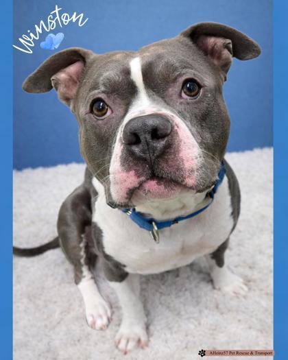 Enlarge Winston, a Adoptable Mixed Breed in De Soto, IA image 3/6