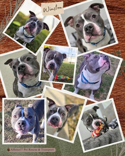 Enlarge Winston, a Adoptable Mixed Breed in De Soto, IA image 5/6