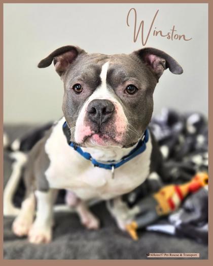 Enlarge Winston, a Adoptable Mixed Breed in De Soto, IA image 6/6
