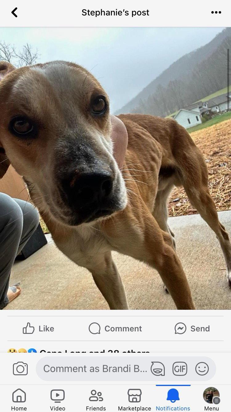 COPPER, Adoptable, Young Male Hound & Beagle.