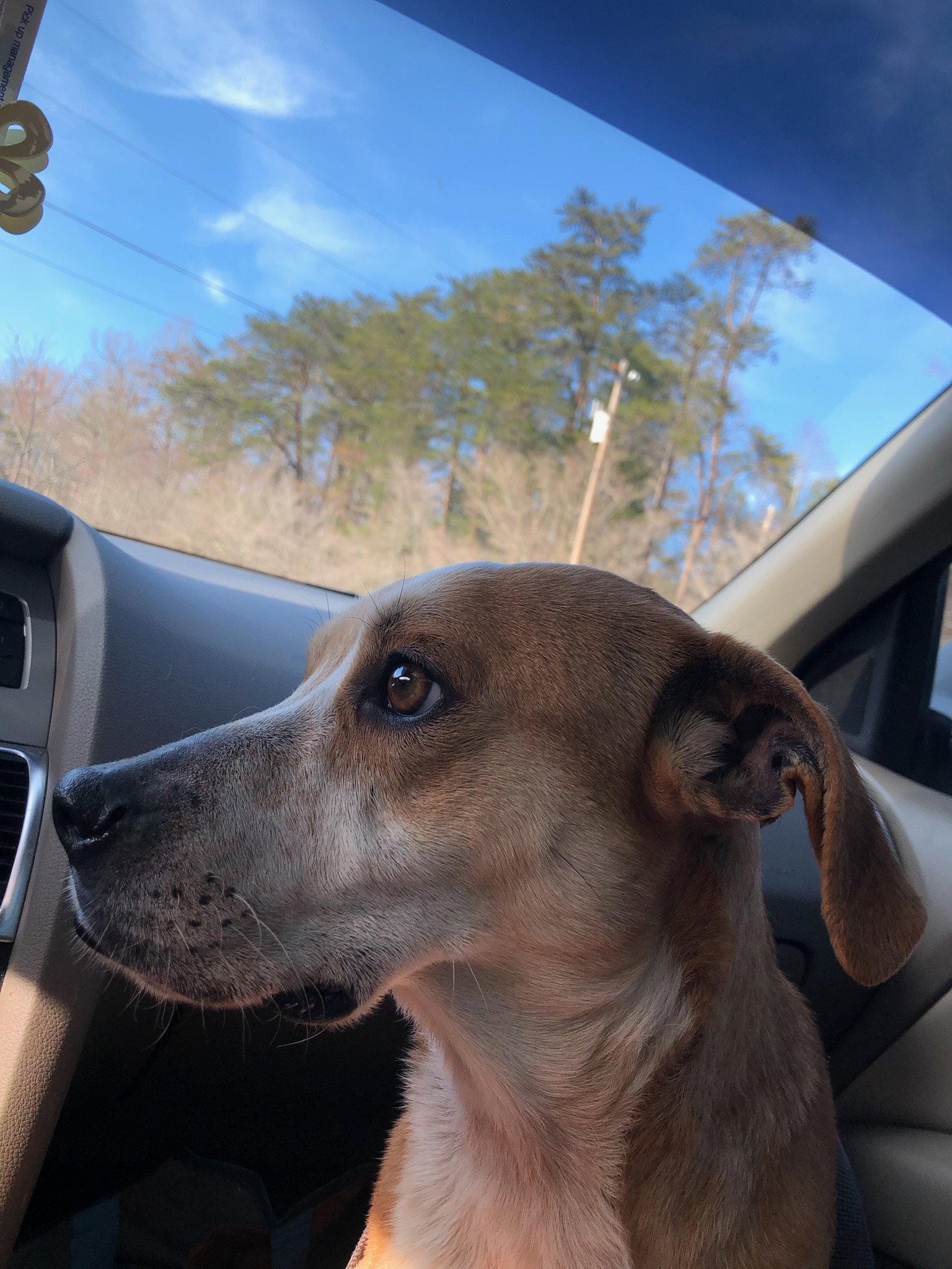 COPPER, a Adoptable mixed breed in Blairsville, GA image 2/2