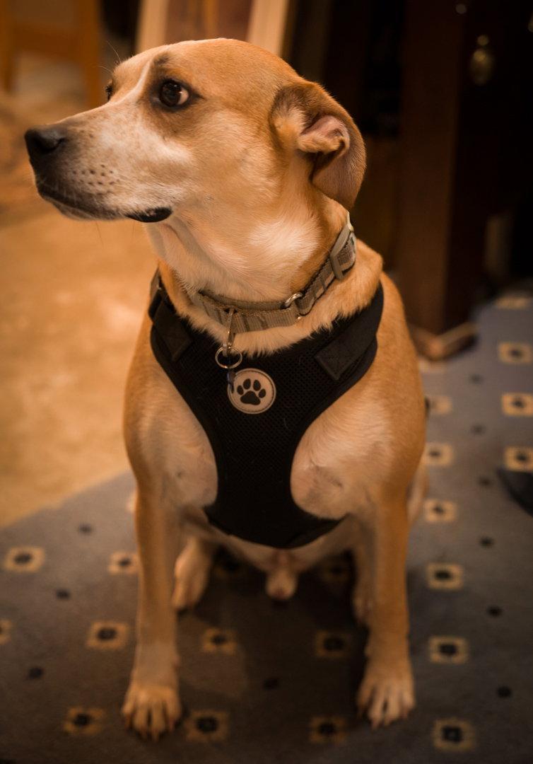 COPPER, Adoptable, Young Male Hound & Beagle.