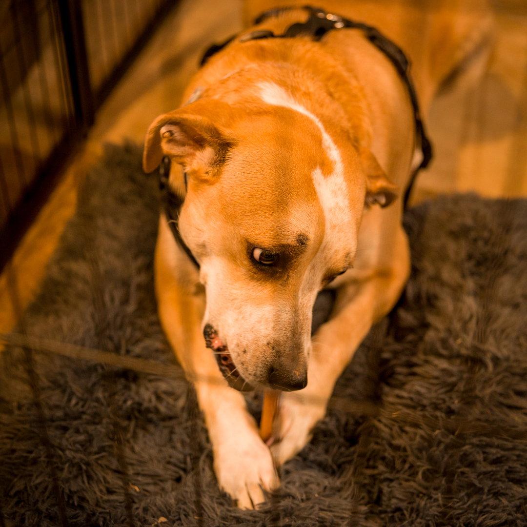 Enlarge COPPER, a Adoptable mixed breed in Blairsville, GA image 2/2