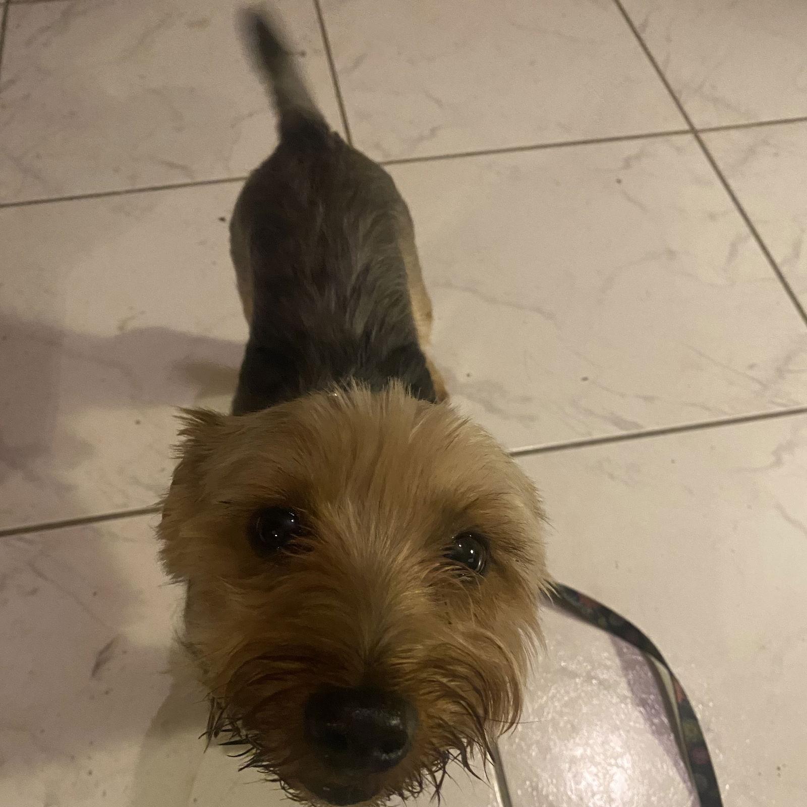 Chandler, Adopted, Adult Male Yorkshire Terrier & Jack Russell Terrier.