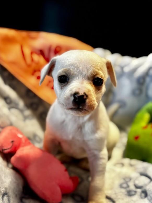 Snow, adopted, Puppy Male Maltese & Chihuahua.