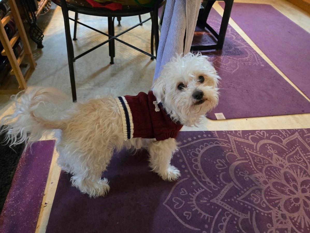 Angus, ADOPTABLE, Adult Male Poodle (Toy).