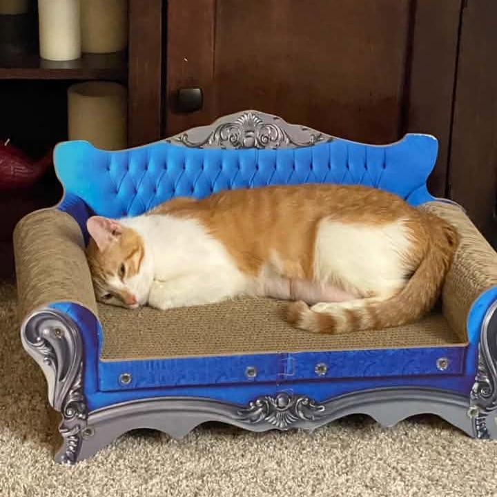 Damsel Knieriem, Adoptable, Young Female Domestic Short Hair.