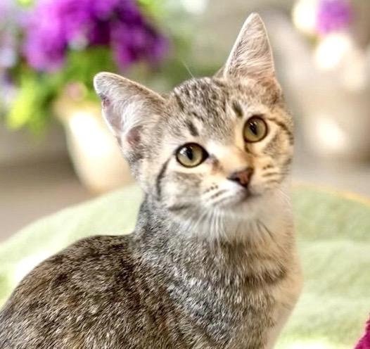 Enlarge Silvia - KITTEN, a Adoptable Tabby in Perry, IA image 1/4