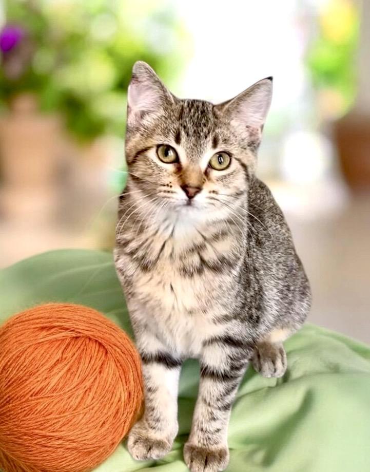 Enlarge Silvia - KITTEN, a Adoptable Tabby in Perry, IA image 4/4