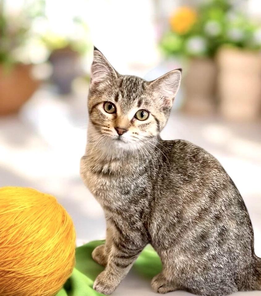 Enlarge Silvia - KITTEN, a Adoptable Tabby in Perry, IA image 2/4