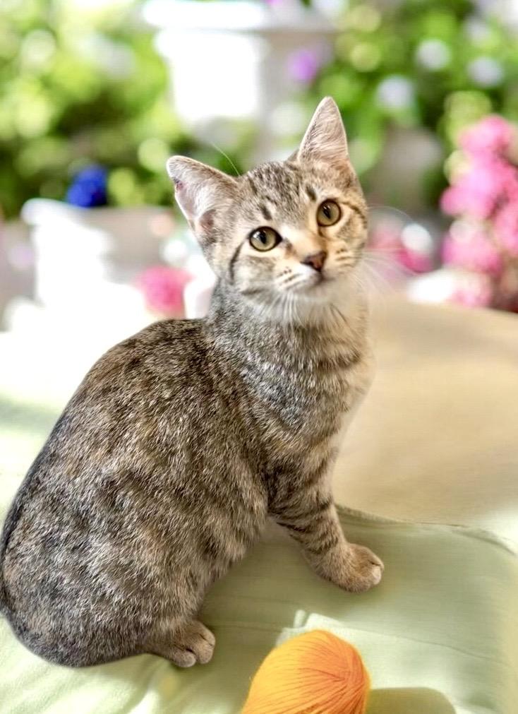 Enlarge Silvia - KITTEN, a Adoptable Tabby in Perry, IA image 3/4