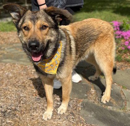 Enlarge McKinley, a Adoptable German Shepherd Dog in Midland, VA image 1/1