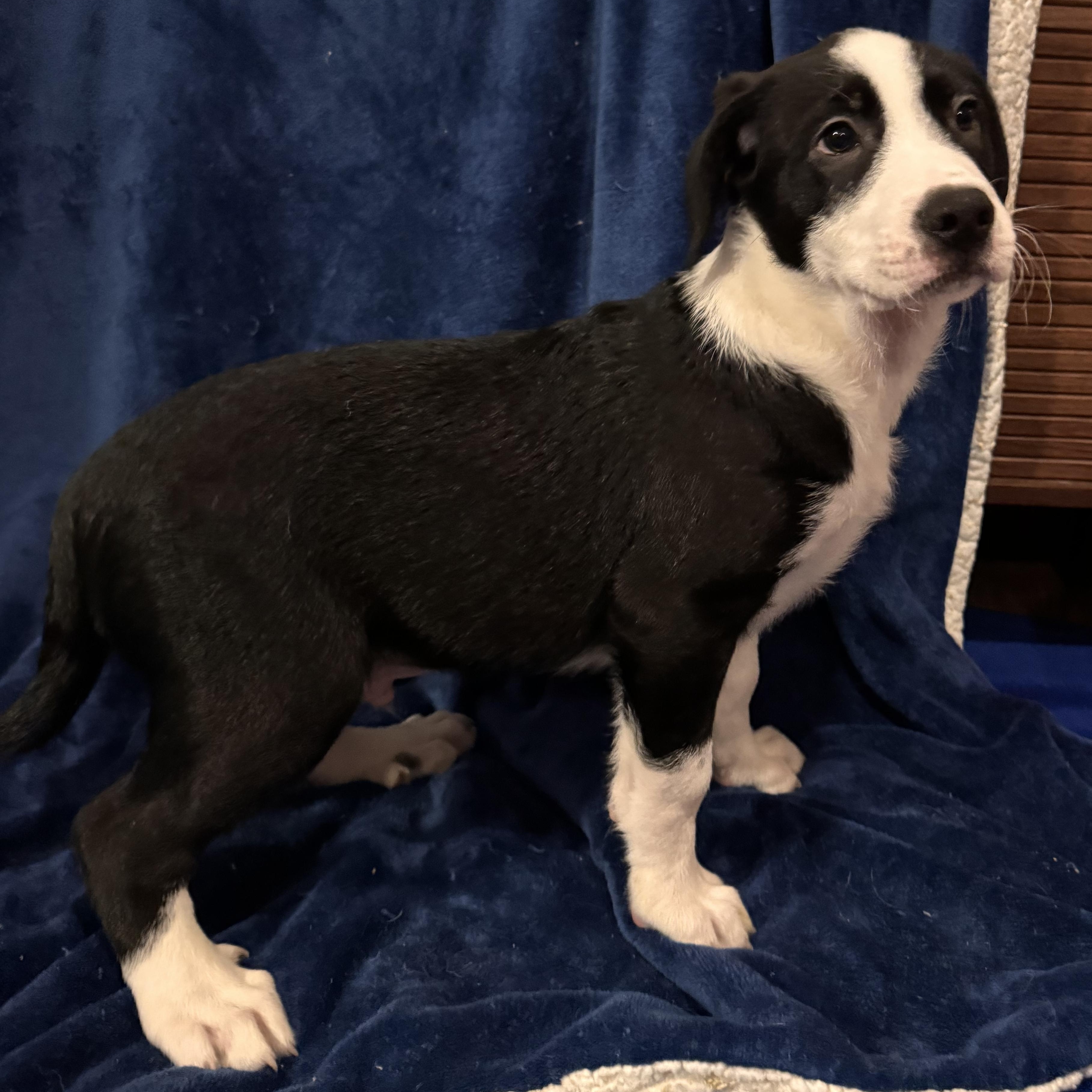 John B, Adopted, Puppy Male Border Collie & Great Pyrenees.