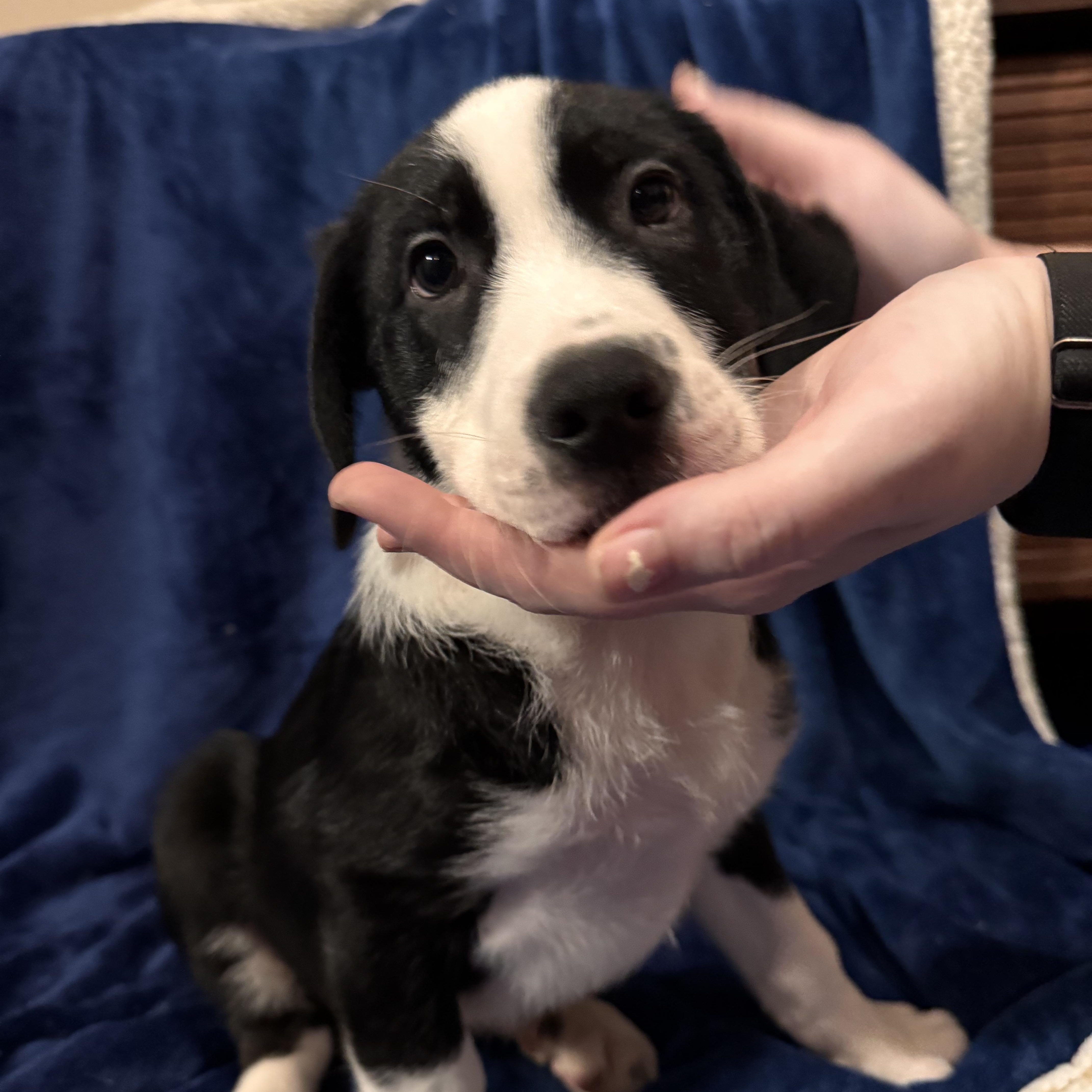Enlarge John B, a Adopted mixed breed in Waterloo, IA image 2/4