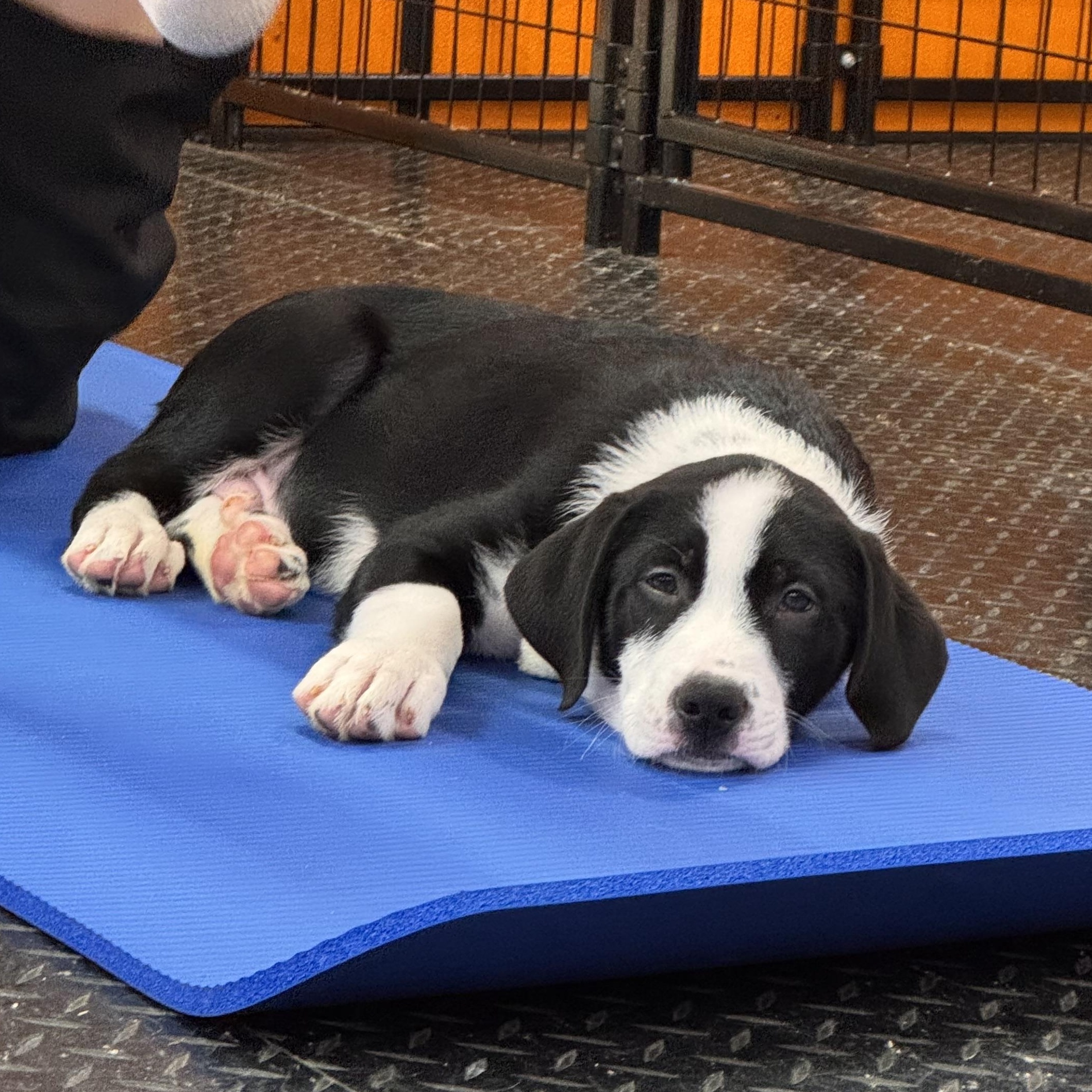 Enlarge John B, a Adopted mixed breed in Waterloo, IA image 4/4