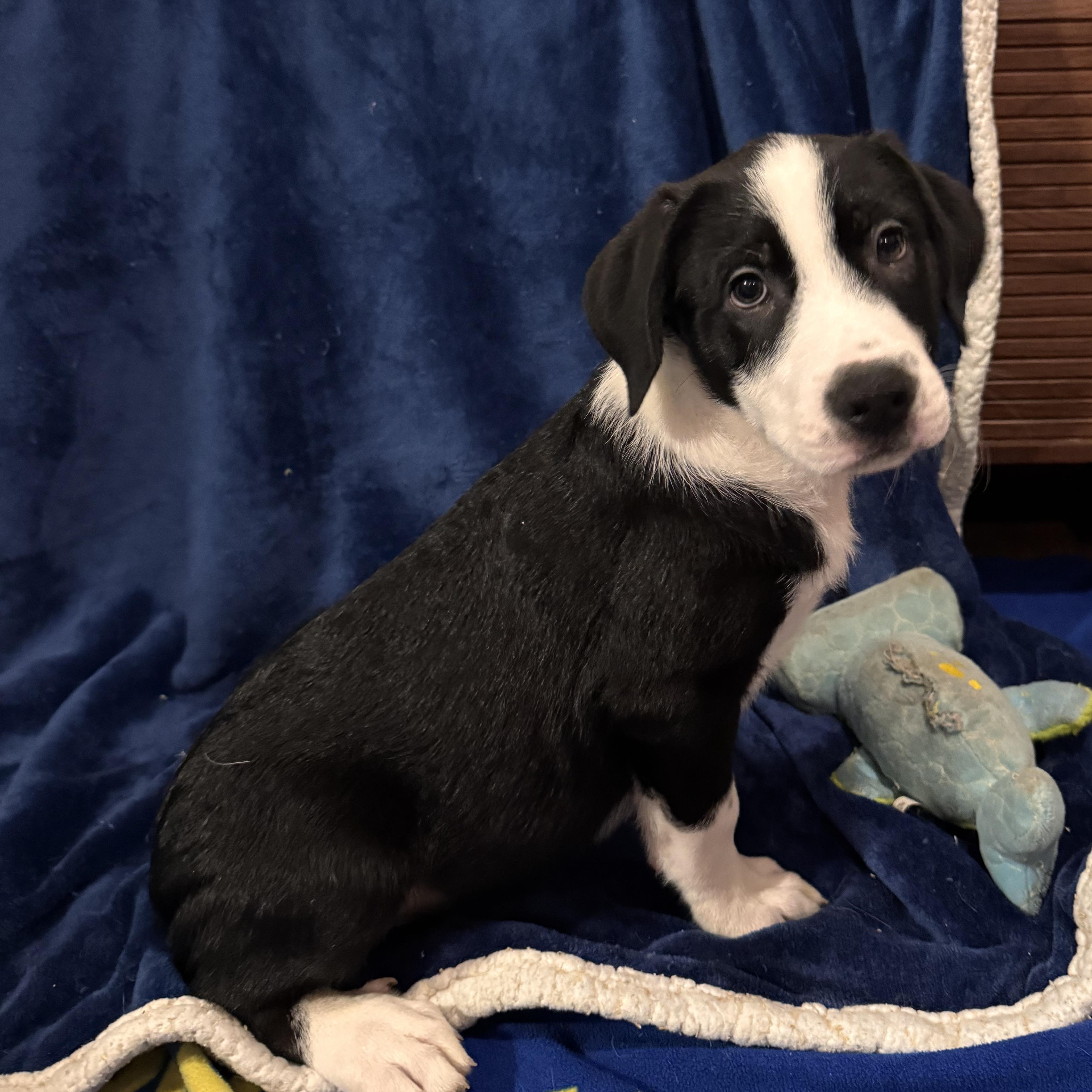 Enlarge John B, a Adopted mixed breed in Waterloo, IA image 3/4