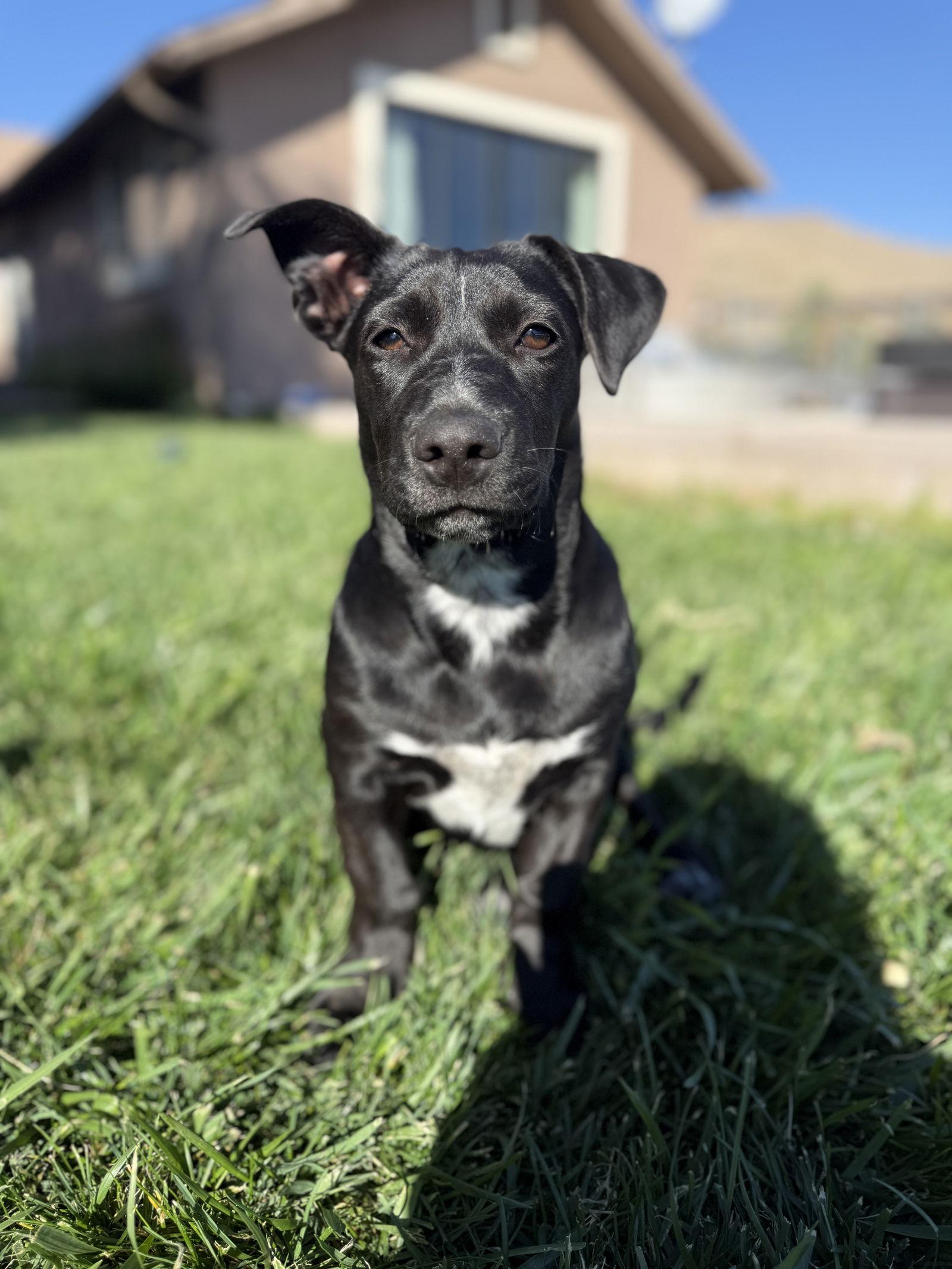 Scarlett, Adopted, Puppy Female Border Collie & Shepherd.