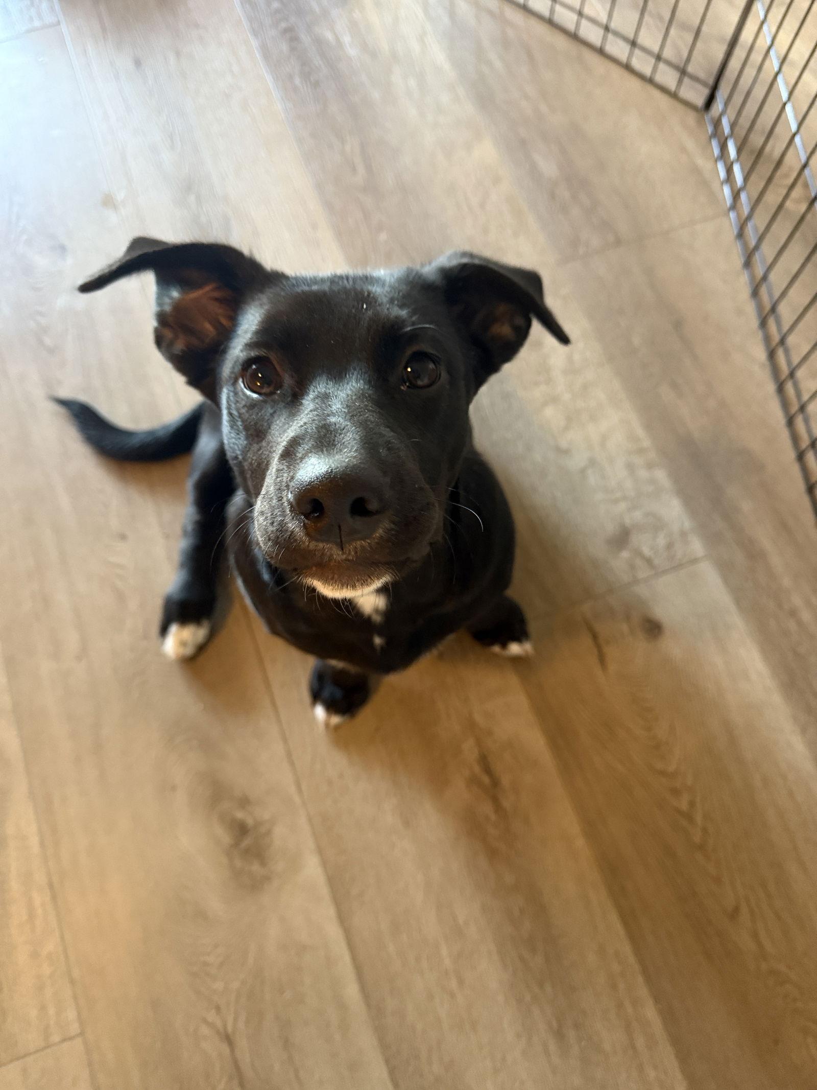 Scarlett, a Adopted mixed breed in Sparks, NV image 2/3