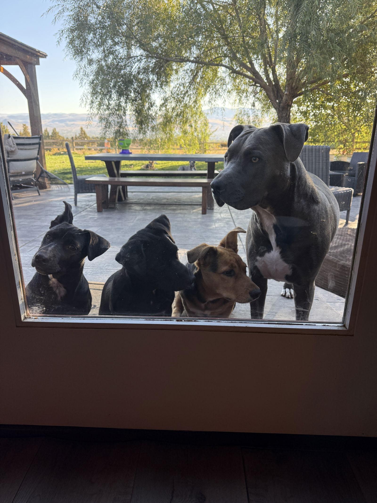 Scarlett, a Adopted mixed breed in Sparks, NV image 3/3