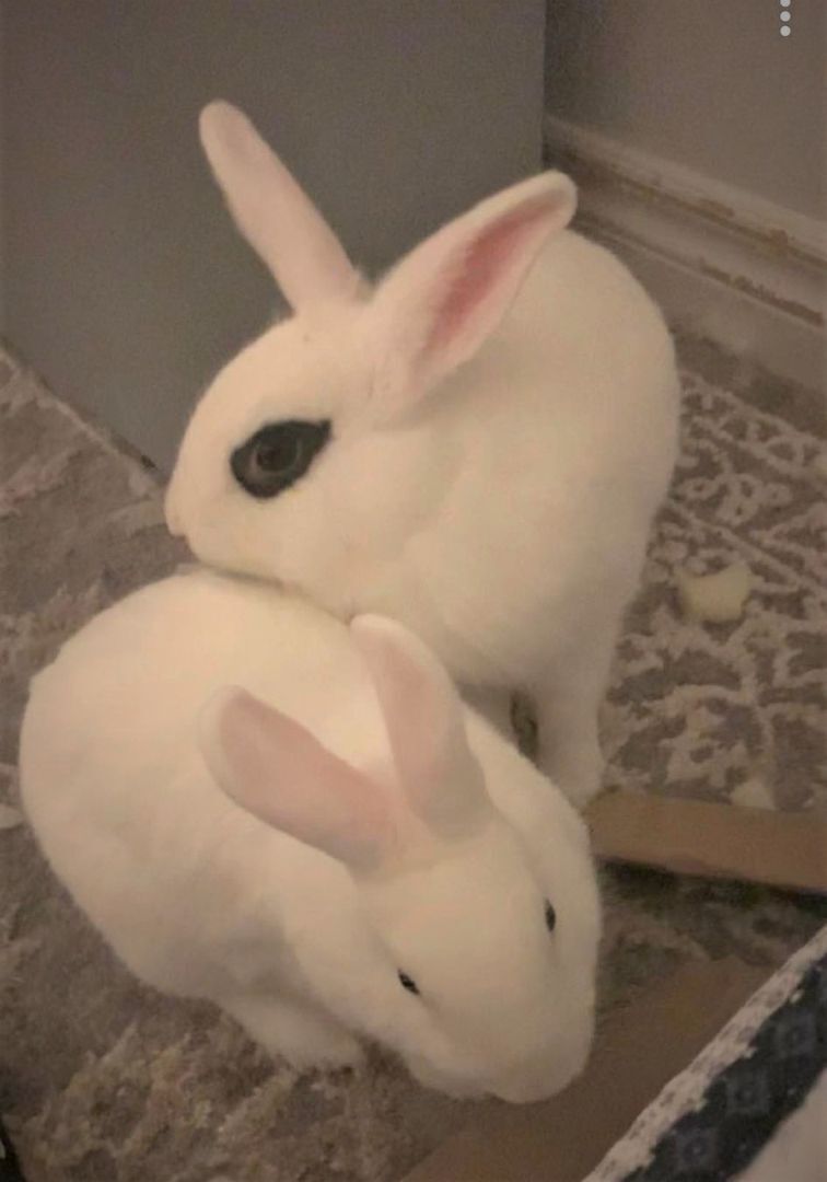Koko & Bebe photo 2