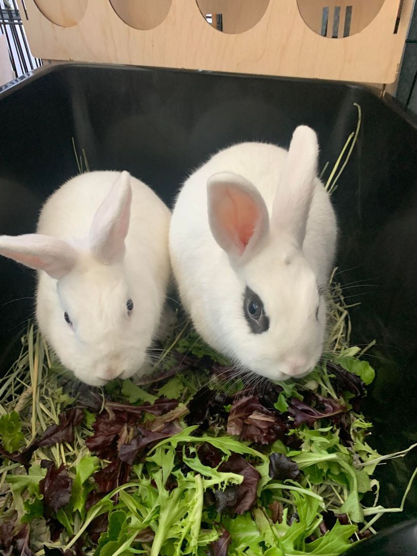 Koko & Bebe photo 1