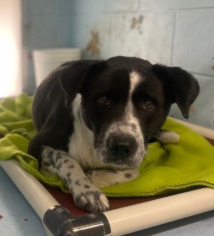 Charlie, Adoptable, Adult Male Black Labrador Retriever & Pointer.