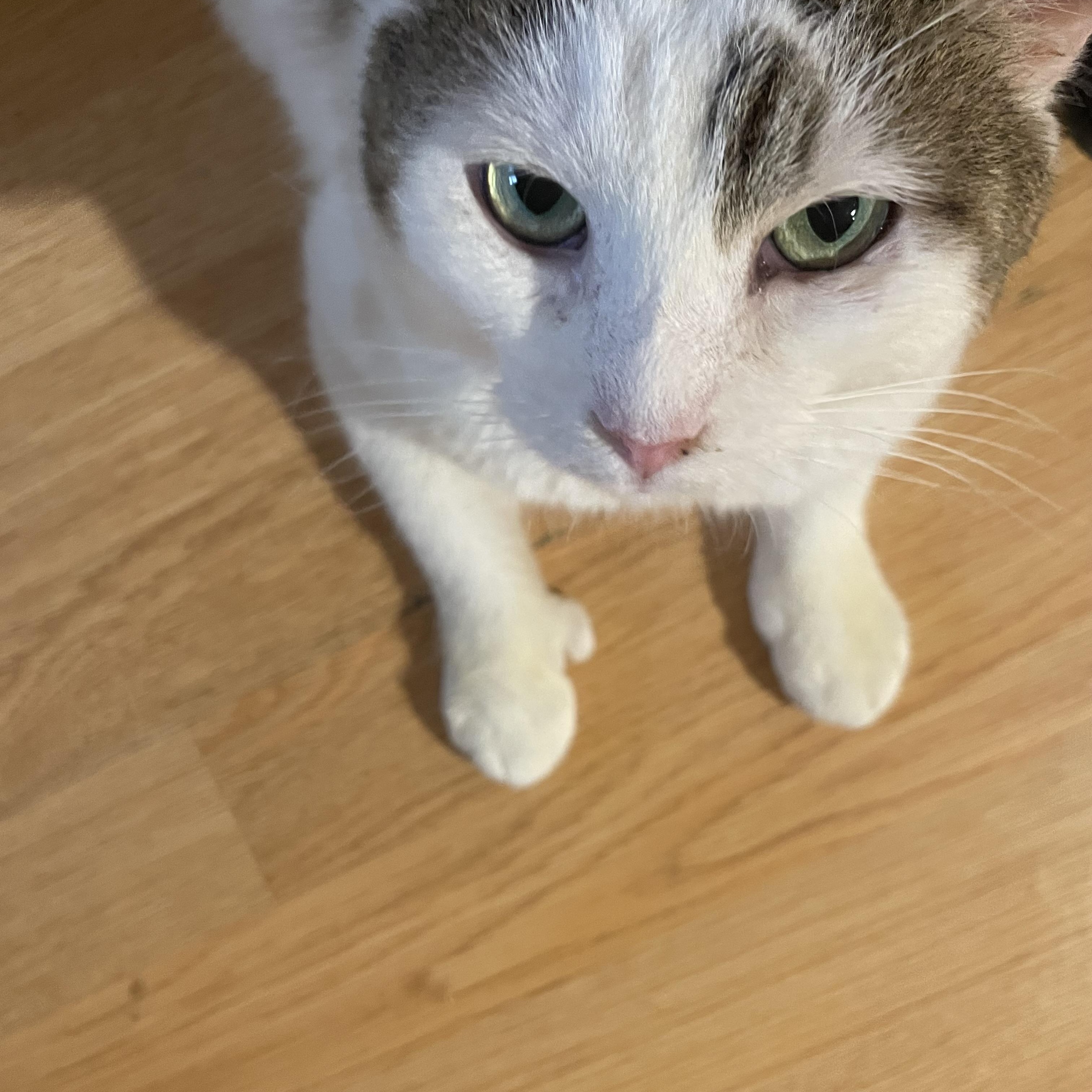 Enlarge Harley, a ADOPTABLE Domestic Short Hair in Bayside, NY image 2/5