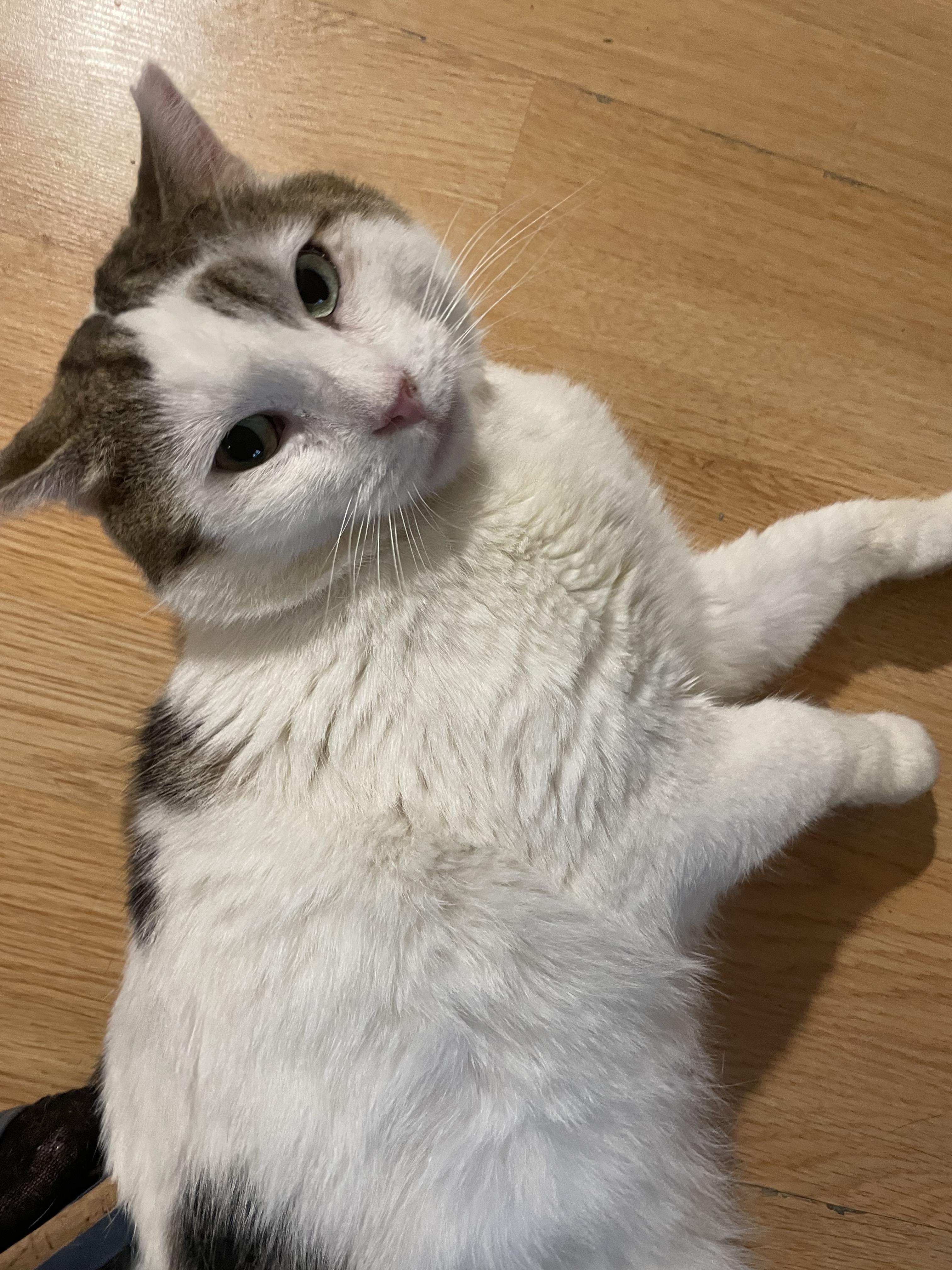 Enlarge Harley, a ADOPTABLE Domestic Short Hair in Bayside, NY image 3/5