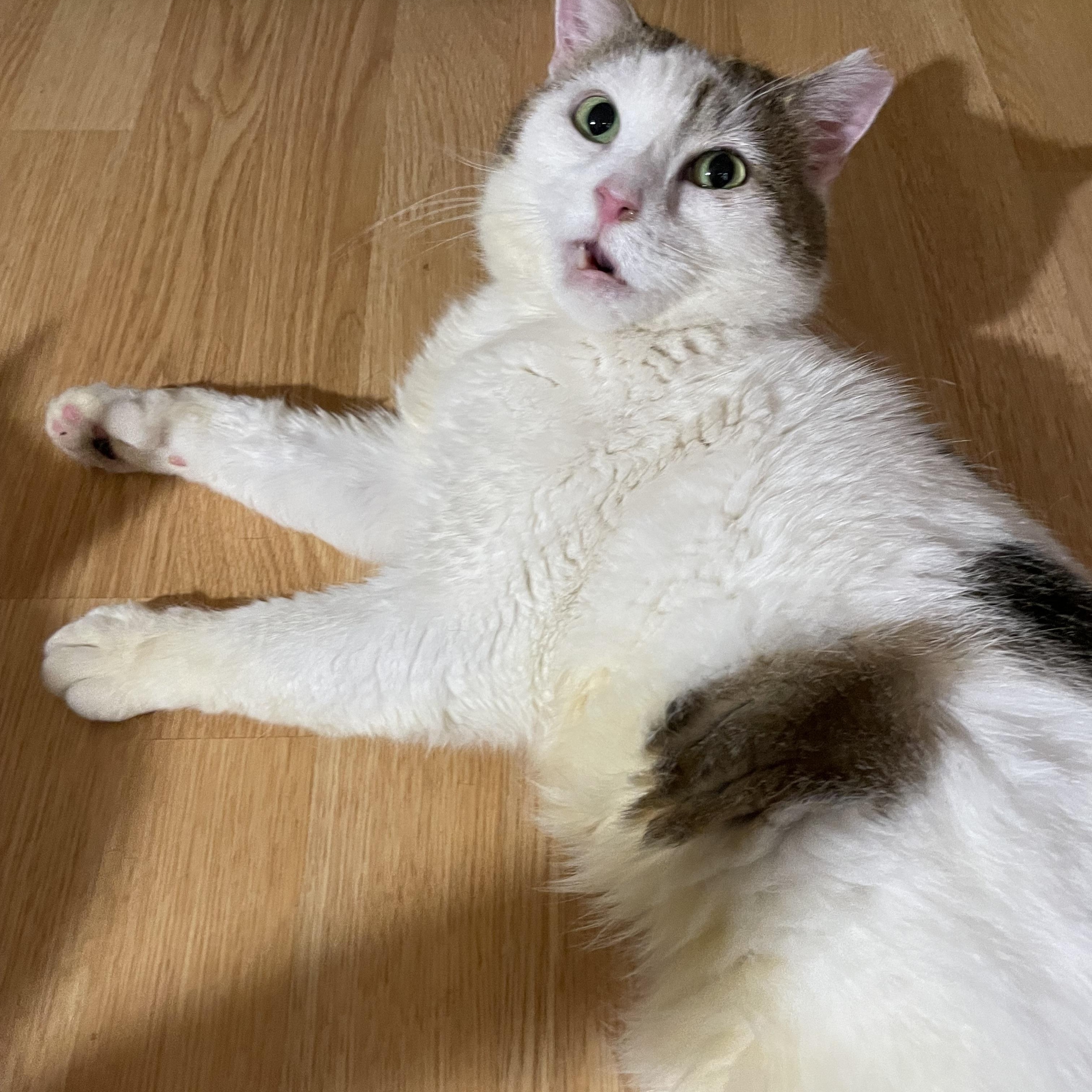 Enlarge Harley, a ADOPTABLE Domestic Short Hair in Bayside, NY image 5/5