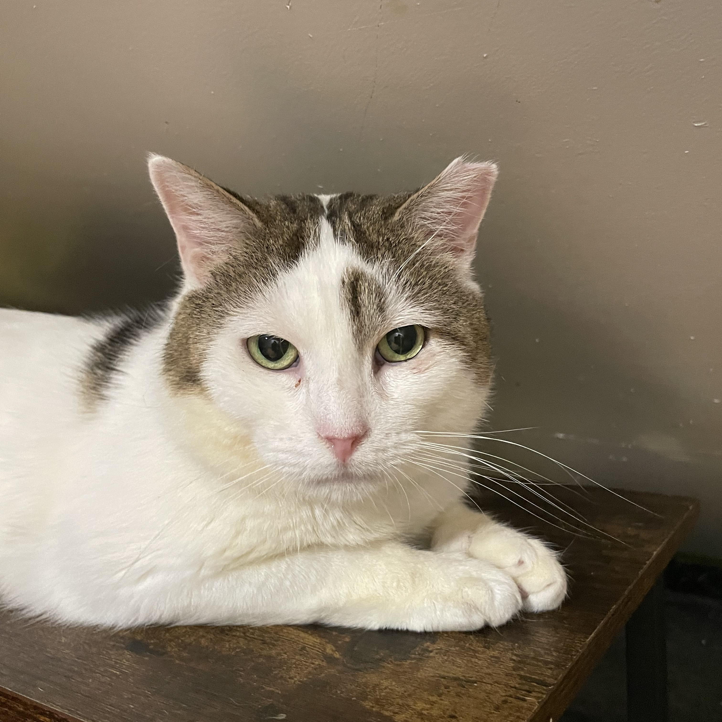 Enlarge Harley, a ADOPTABLE Domestic Short Hair in Bayside, NY image 4/5