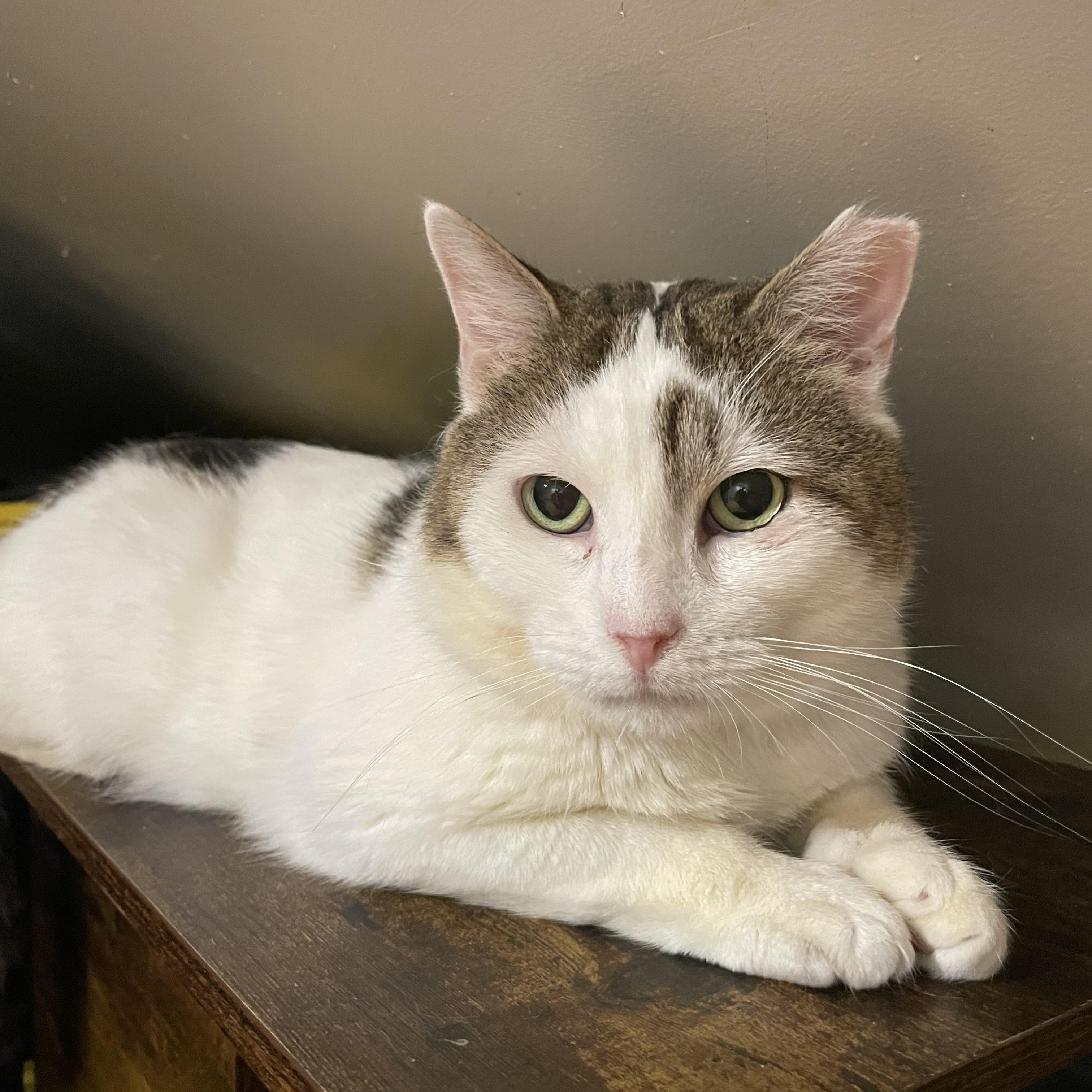 Enlarge Harley, a ADOPTABLE Domestic Short Hair in Bayside, NY image 1/5