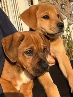 Enlarge Miss LuLu, a Adopted mixed breed in Tuckerton, NJ image 1/2