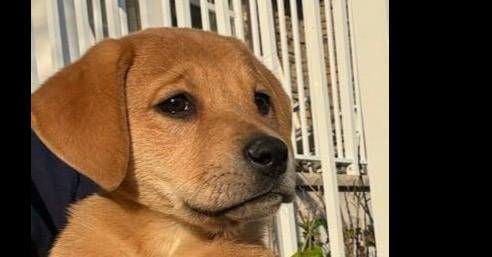 Enlarge Miss LuLu, a Adopted mixed breed in Tuckerton, NJ image 2/2