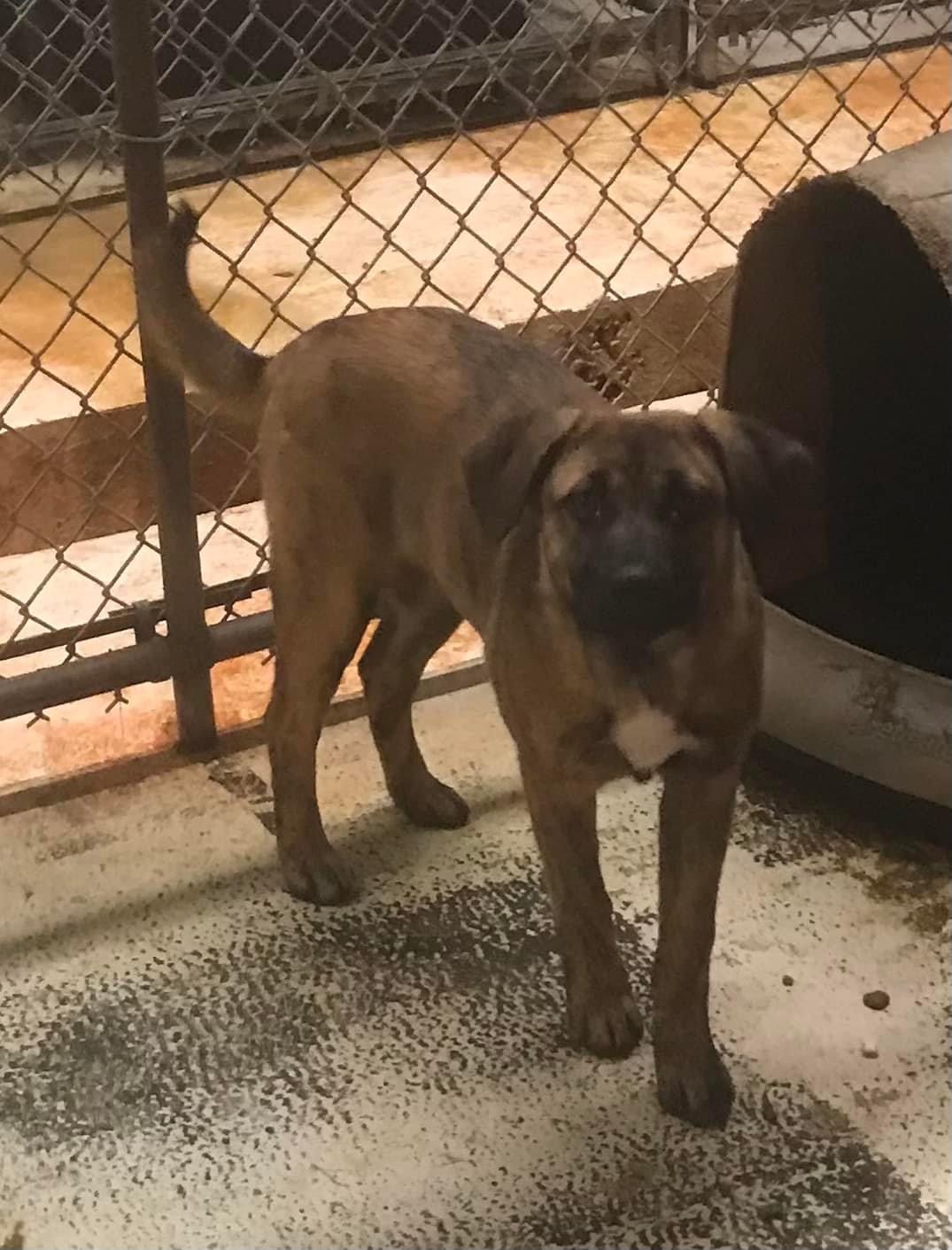 Enlarge Stella #1, a Adoptable Mixed Breed in Bruce, MS image 1/1