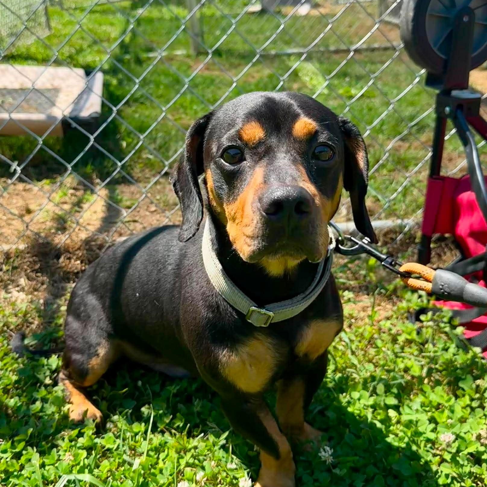 Fizzy, a ADOPTABLE mixed breed in Simsbury, CT image 4/4