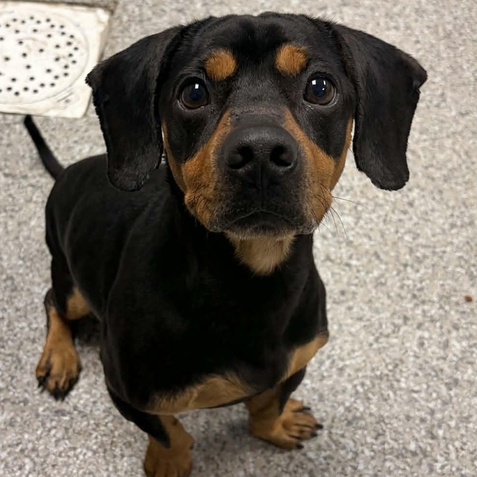 Fizzy, ADOPTABLE, Adult Male Dachshund & Black and Tan Coonhound.