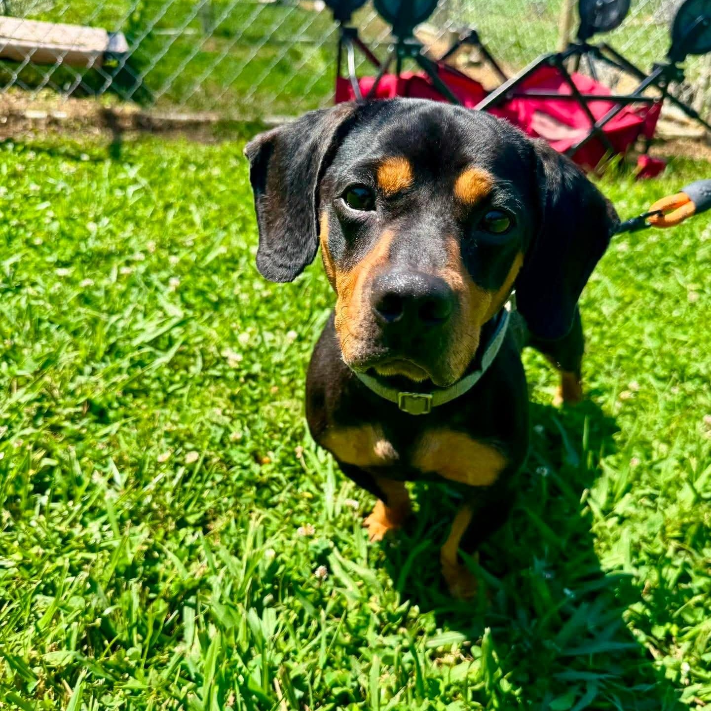 Fizzy, a ADOPTABLE mixed breed in Simsbury, CT image 2/4