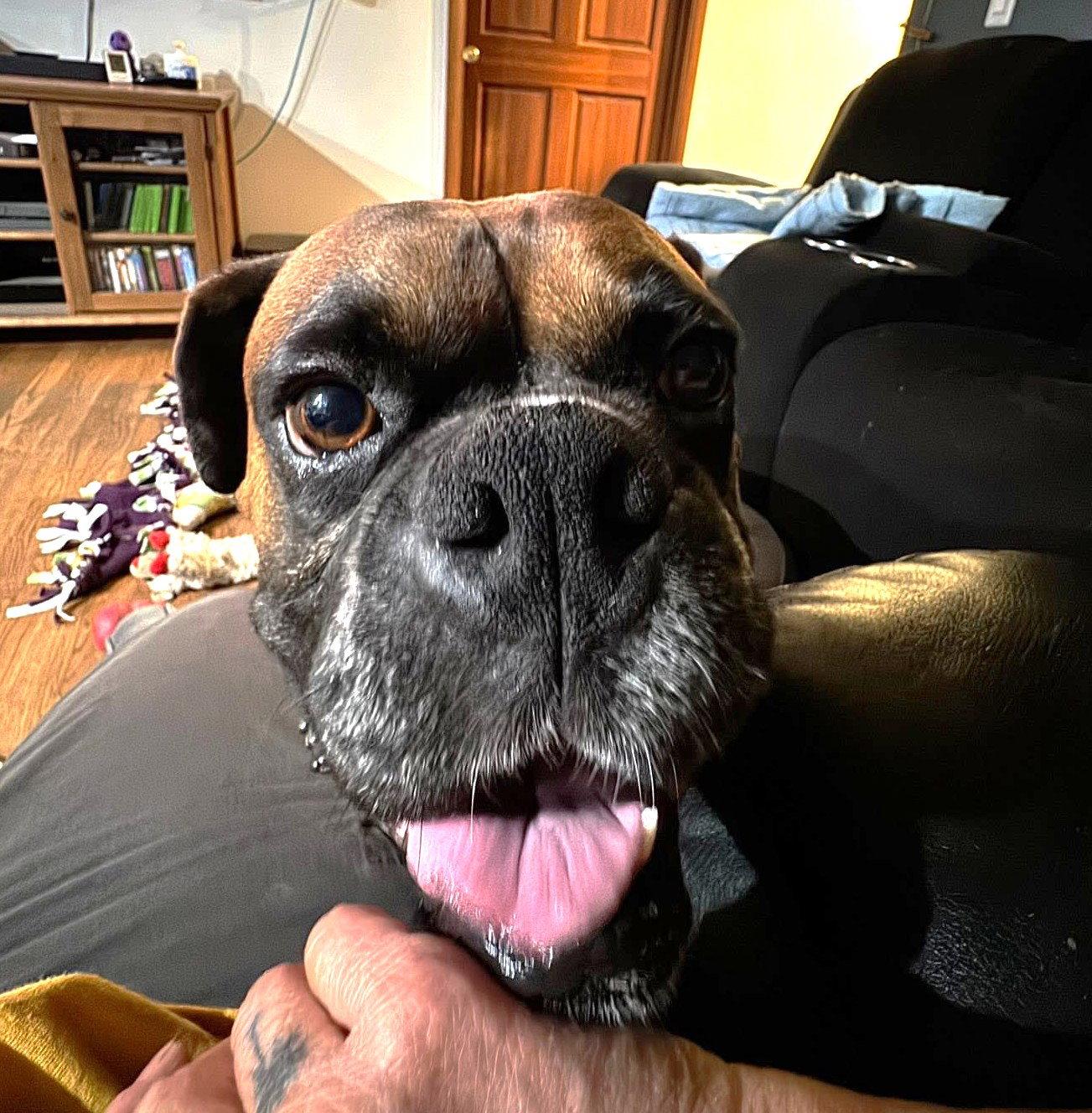 Memphis, Adoptable, Adult Male Boxer.