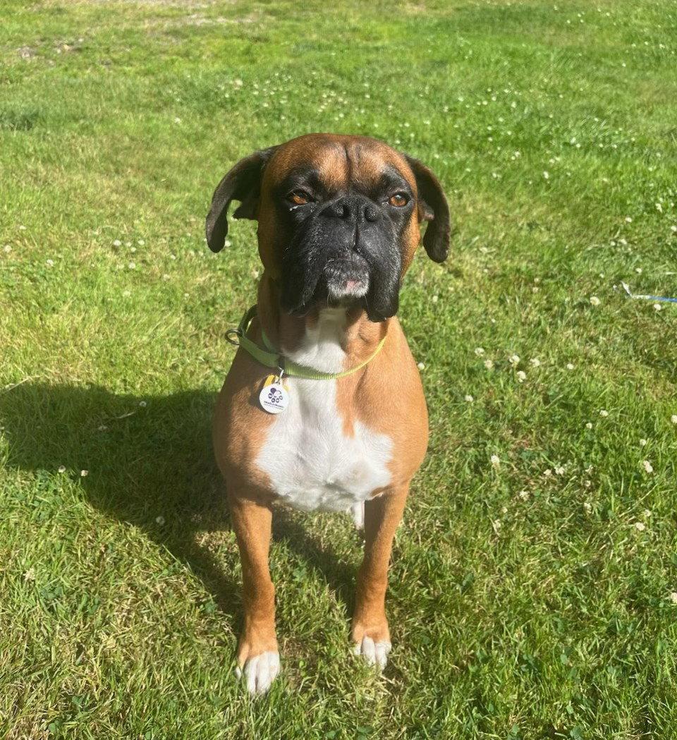 Enlarge Memphis, a Adoptable Boxer in Stanwood, WA image 3/3