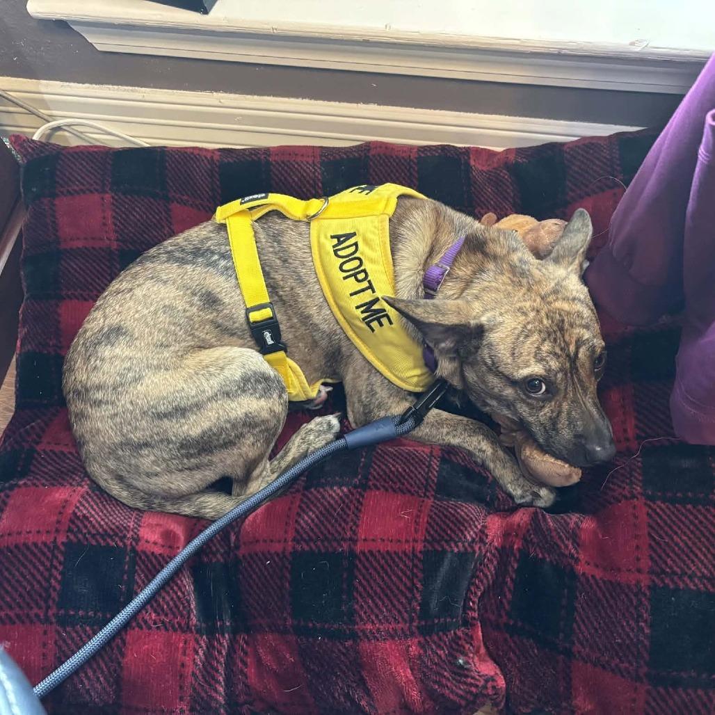 Cosmo, Adoptable, Young Male Mixed Breed.
