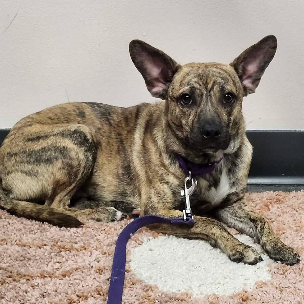 Cosmo, a Adoptable Mixed Breed in Dickinson, TX image 2/6