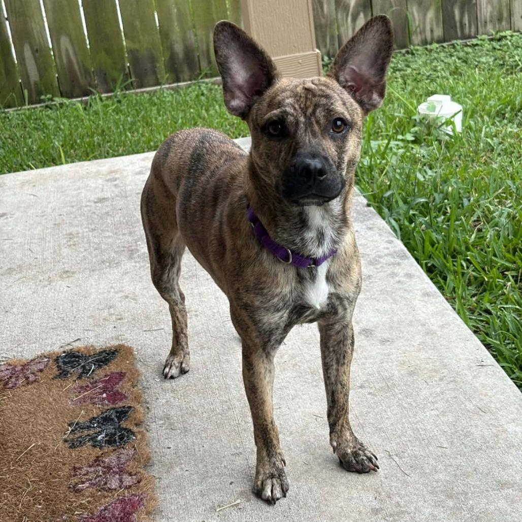 Cosmo, a Adoptable Mixed Breed in Dickinson, TX image 3/6