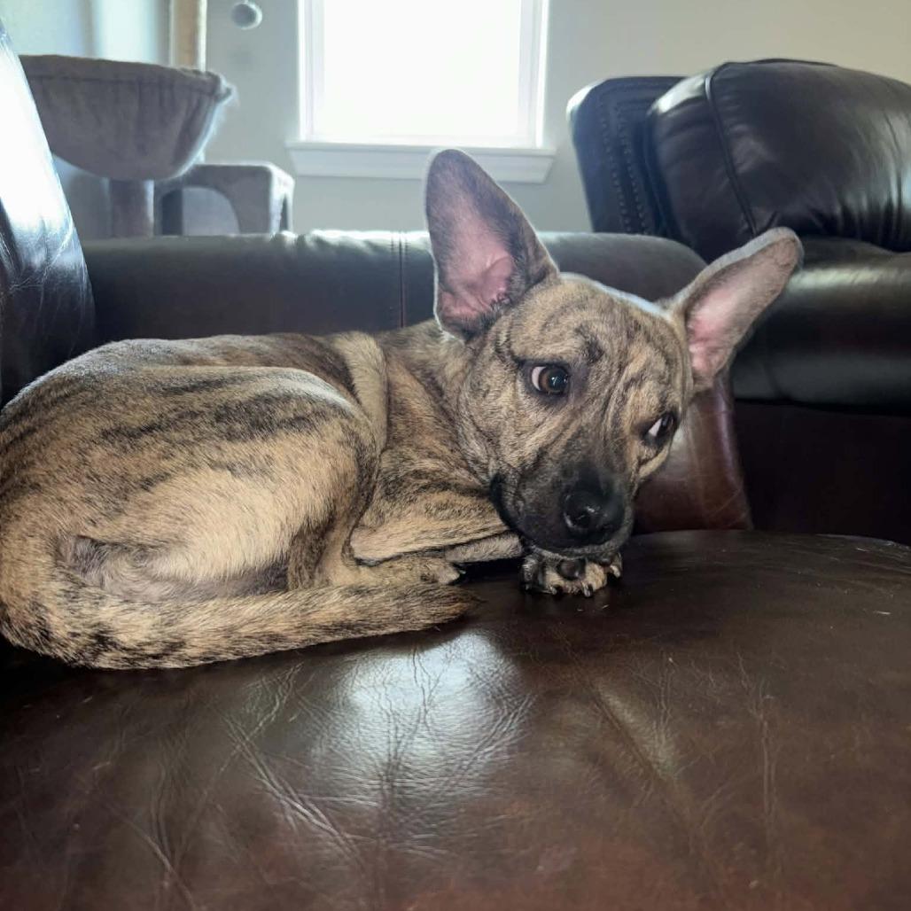 Cosmo, a Adoptable Mixed Breed in Dickinson, TX image 4/6
