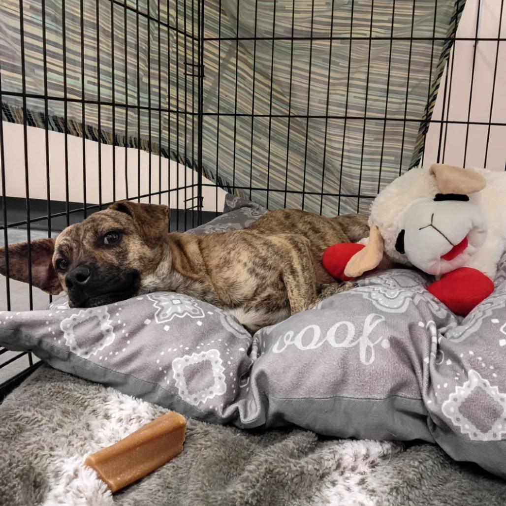 Enlarge Cosmo, a Adoptable Mixed Breed in Dickinson, TX image 1/1