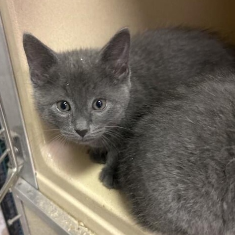 Void, adopted, Kitten Male Domestic Short Hair.