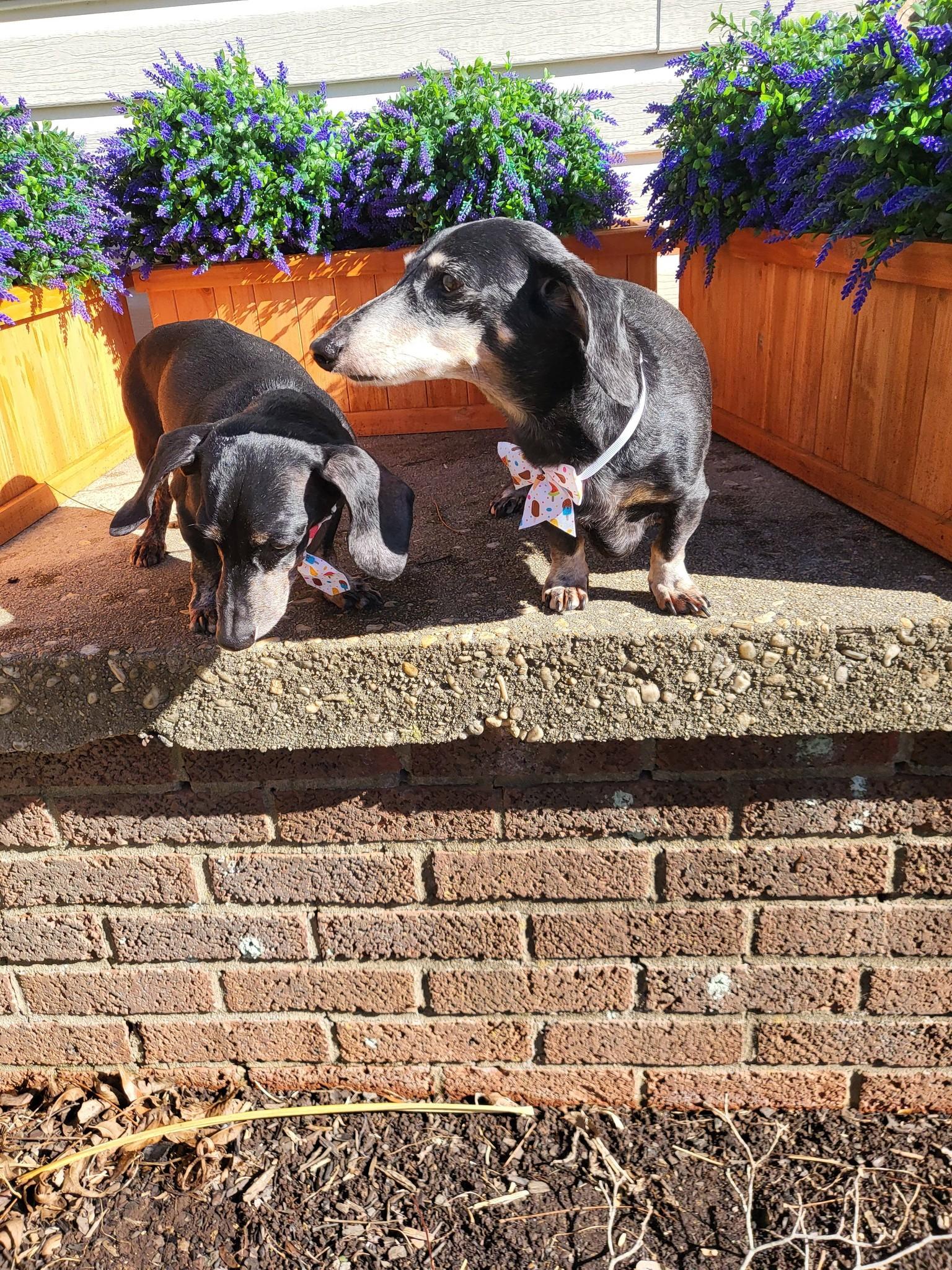 Enlarge Jake and Molly, a ADOPTABLE Dachshund in Salisbury, NC image 2/4